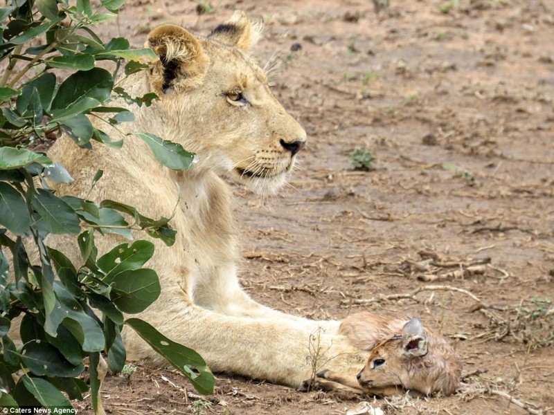 Захватывающее видео: лев заботится о детеныше антилопы