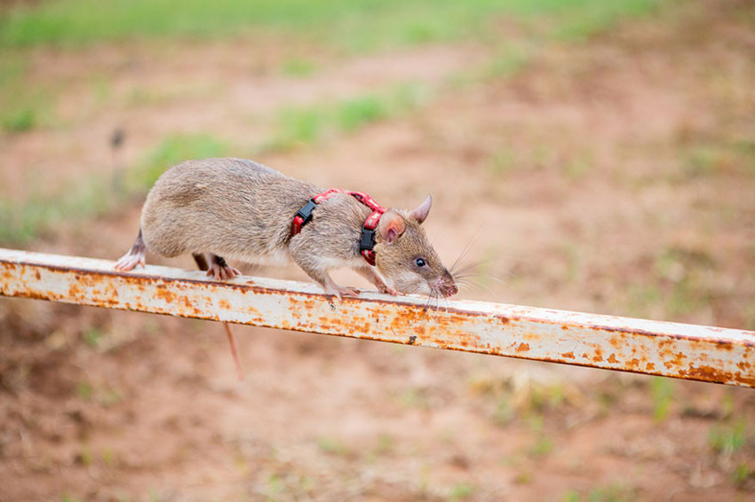 Крысы-бомбоискатели — сотрудники бельгийской службы