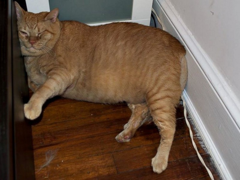 Кот весом 15 кг нашел новую семью