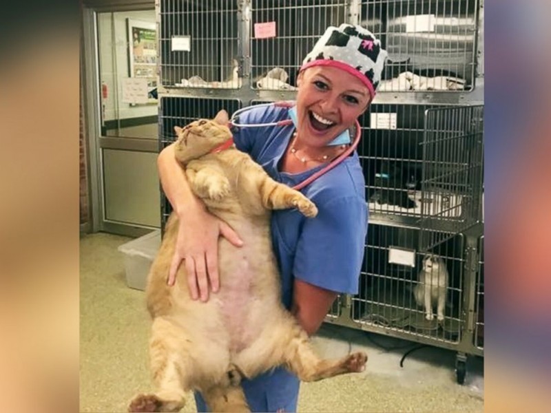 Кот весом 15 кг нашел новую семью