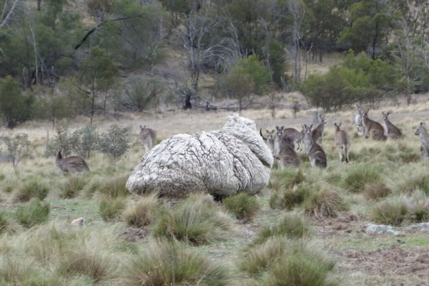 Эта нестриженная овца несколько недель гуляла на границе Канберры и Нового Южного Уэльса.