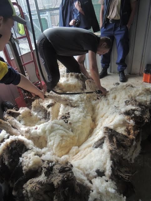 Стригали поставили мировой рекорд - 40,45 кг шерсти со стрижки одной овцы!