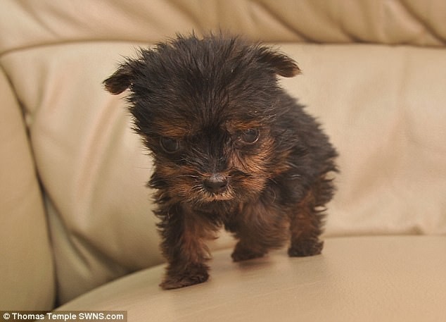 Самый крохотный щенок в Великобритании долго боролся за жизнь