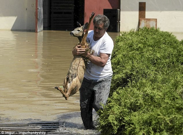 Житель Польши спасает оленя во время наводнения