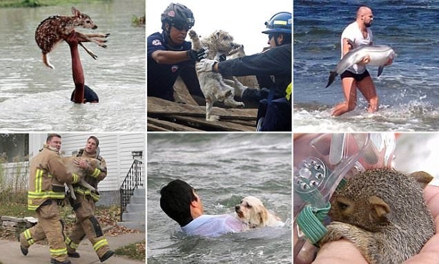 Эти люди рисковали жизнью, чтобы спасти животных