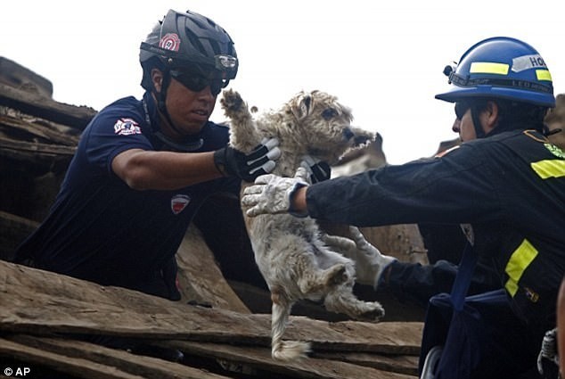 Спасение собаки во время землетрясения в Чили, 2010 