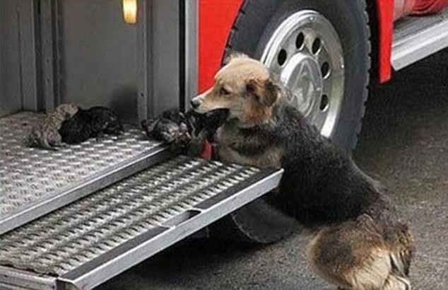 Животные тоже совершают геройские поступки - собака спасла всех своих щенков из пожара, и бережно перенесла их в пожарную машину