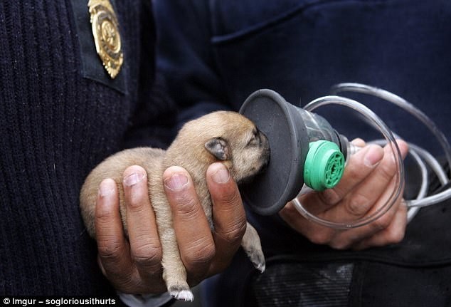 Команда с помощью кислородной маски спасает крохотного щенка