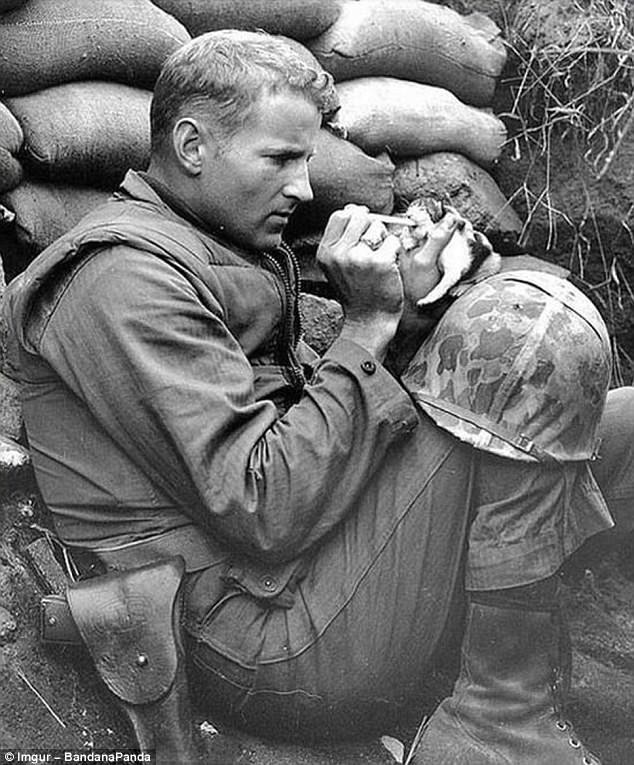 Корейская война. Сержант Фрэнк Прейтор кормит маленького котенка молоком из пипетки