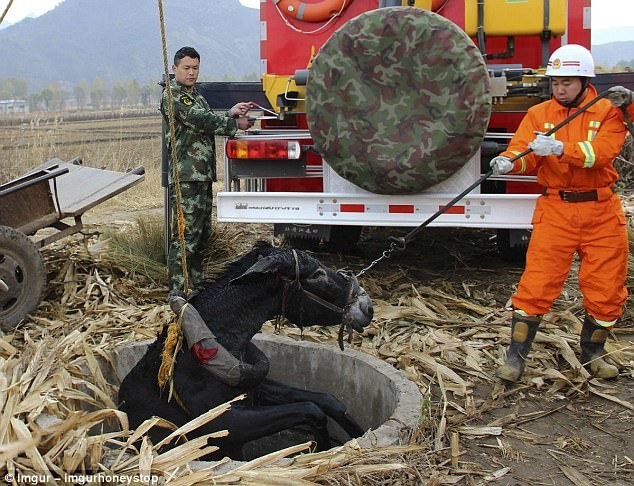 Китайские спасатели достают ослика, упавшего в колодец
