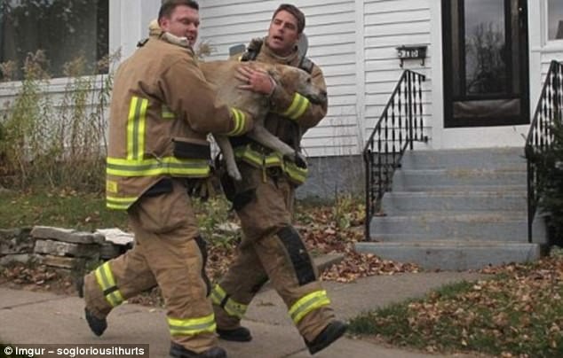Пожарные спасли собаку из горящего дома