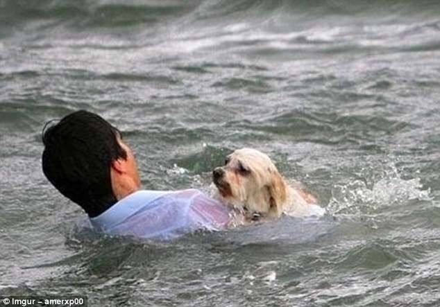 Мельбурн, Австралия. 20-летний турист из Германии спасает собаку, упавшую в море