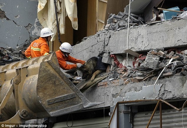 После стихийного бедствия в Китае: спасатели вытаскивают собаку из-под обломков здания
