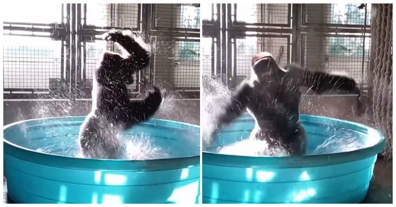 Эта горилла знает, как нужно хорошо проводить время в бассейне