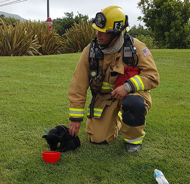Вернувшись на улицу, пожарные освободили щенка и дали ему воды.