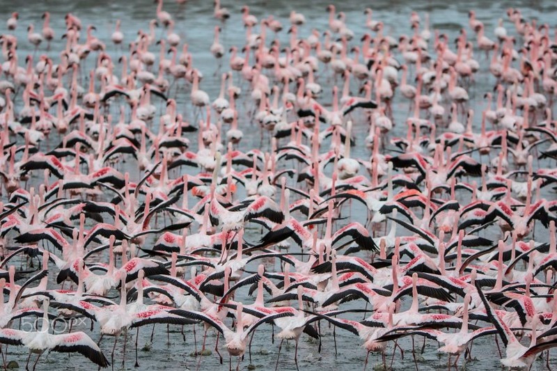 Прекрасные фламинго — одни из самых древних птиц