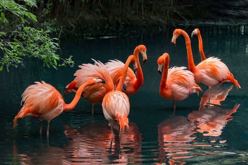Прекрасные фламинго — одни из самых древних птиц