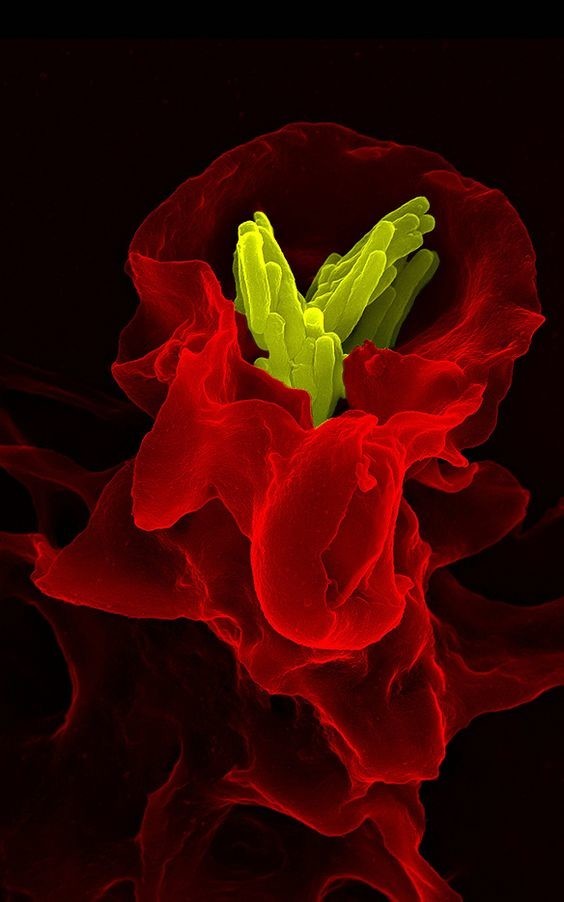 Красные кровяные тельца, поглощающие бактерию туберкулеза