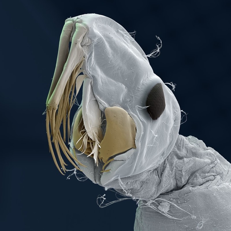 Стрекоза огнетелка нимфальная (Pyrrhosoma nymphula) 