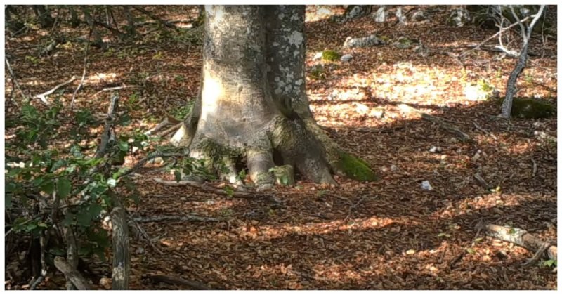 Биолог установил у дерева скрытую камеру и за год она наснимала много удивительных вещей из жизни лесных обитателей