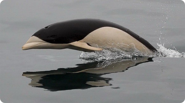Не все дельфины одинаково известны