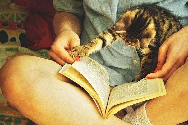 25 кошек, которые хотят, чтобы вы прекратили читать