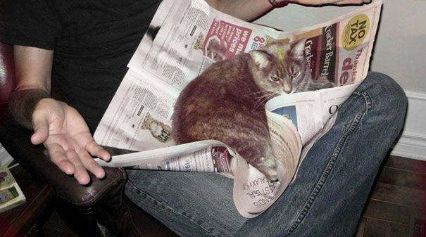 25 кошек, которые хотят, чтобы вы прекратили читать