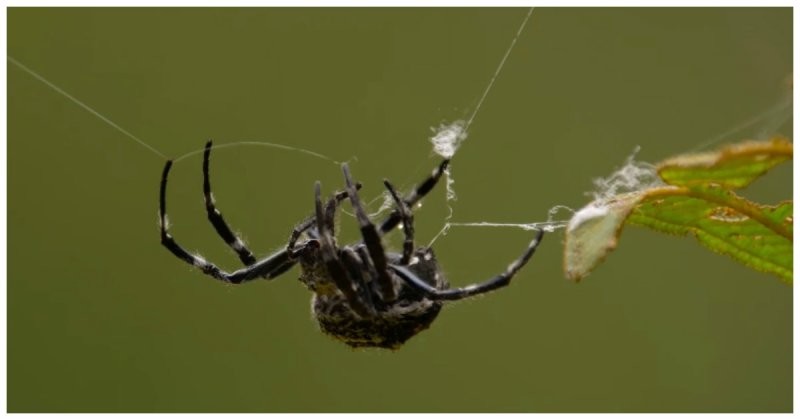 Удивительный мадагаскарский паук, способный плести необыкновенно длинные сети