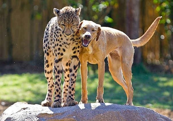 Дружба между животными разных видов