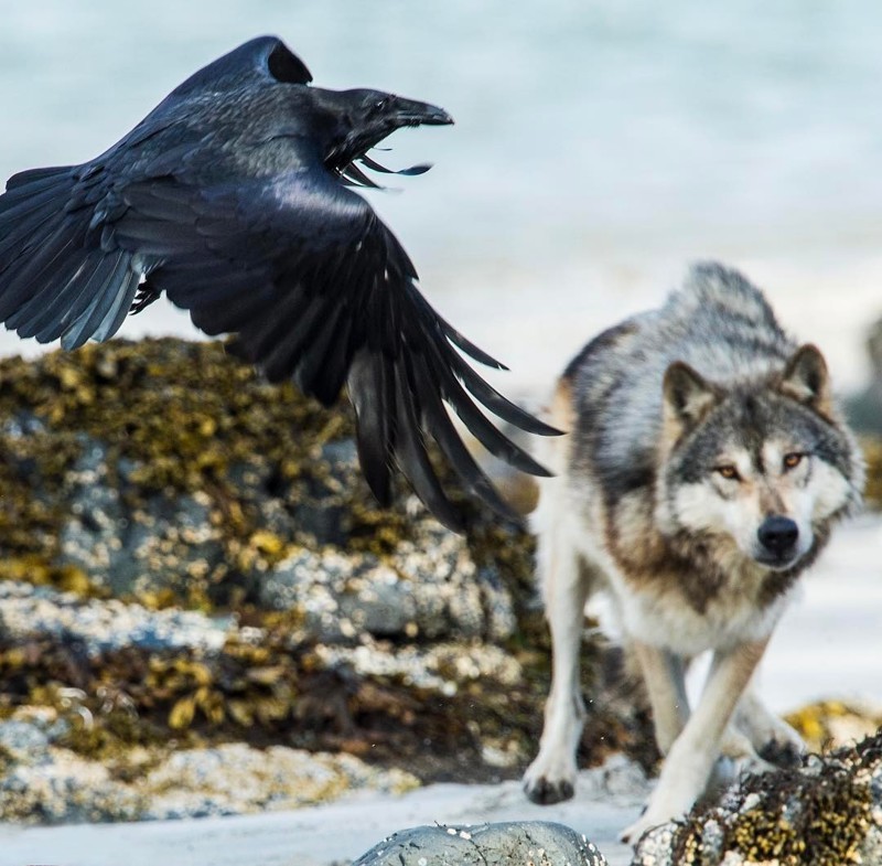 Эти редкие морские волки живут возле океана и могут часами плавать