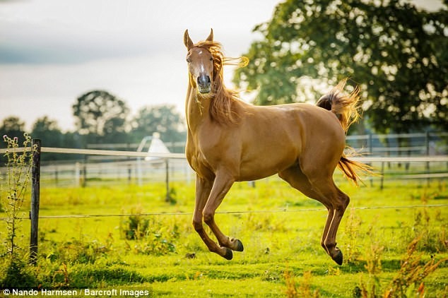 Величественная красота и грация лошадей..может быть смешной! Автор - Nando Harmsen, Нидерланды