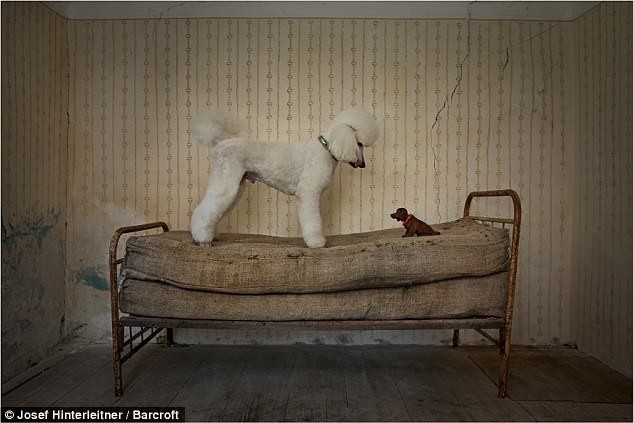 Josef Hinterleitner, Австрия: собака и ее "сородич" - игрушка