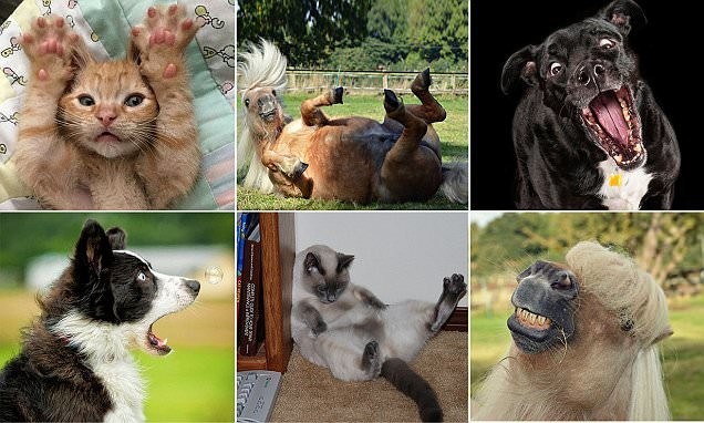 Лучшие фото с конкурса домашних животных Comedy Pet Photography Awards
