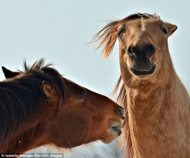 Выражение лица лошади и забавная прическа повеселили всех. Автор - Isabelle Marozzo