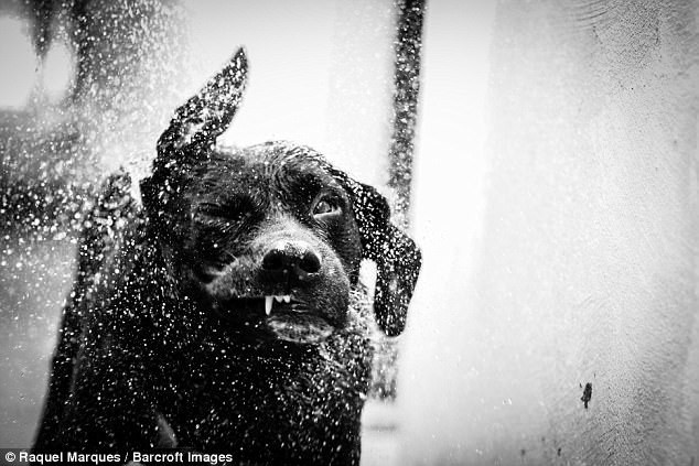 Raquel Marques, Бразилия: пес отряхивается после купания