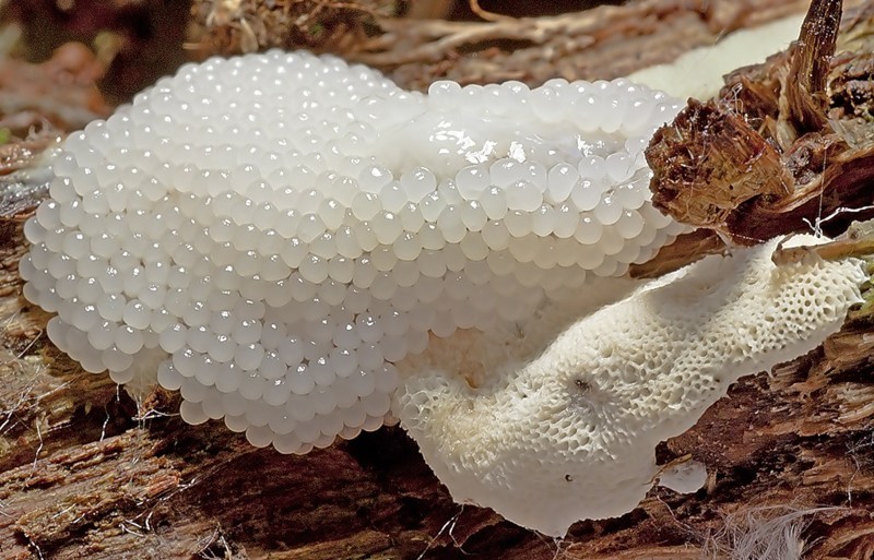 Единсветнный гриб в мире, который может передвигаться - плазмодий, произрастает в России. Гриб очень медленно, но может, с помощью выростов протоплазмы перекатываться  по стволу дерева со скорость 1 см в час.