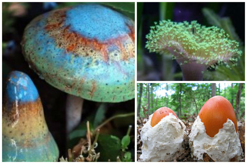 Невероятные, абсолютно сумасшедшие грибы