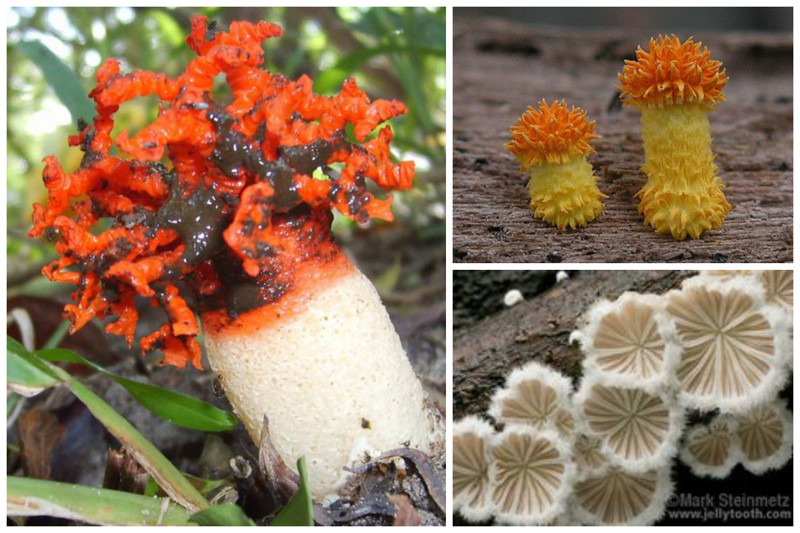 Гриб - самый большой организм на планете, ведь грибница некоторых грибов может простираться на многие километры под землей.
