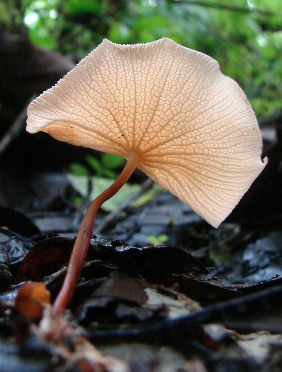 Плесневые грибы обладают способностью жить на машинном масле, тормозных и топливных жидкостях, керосине. Они способны разъедать не только кожу, но и дерево, фанеру, много других органических материалов и даже стекло!