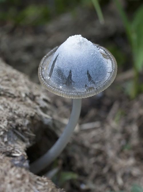 Трюфель -самый ценный гриб. Самые лучшие сорта этих грибов стоят около двух тысяч евро за килограмм
