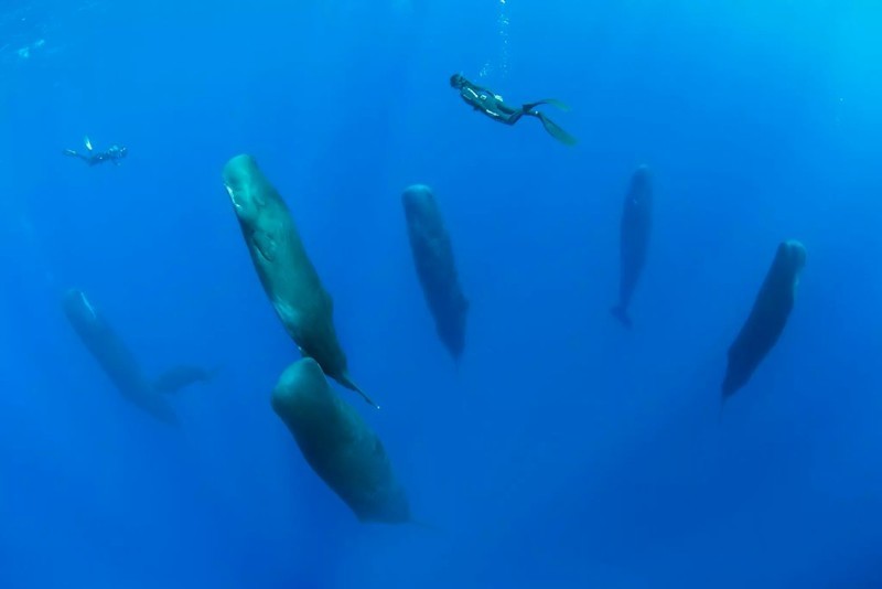 Как спят киты?