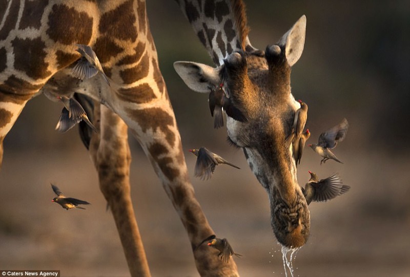 Уникальные кадры с чихающим жирафом из Кении!