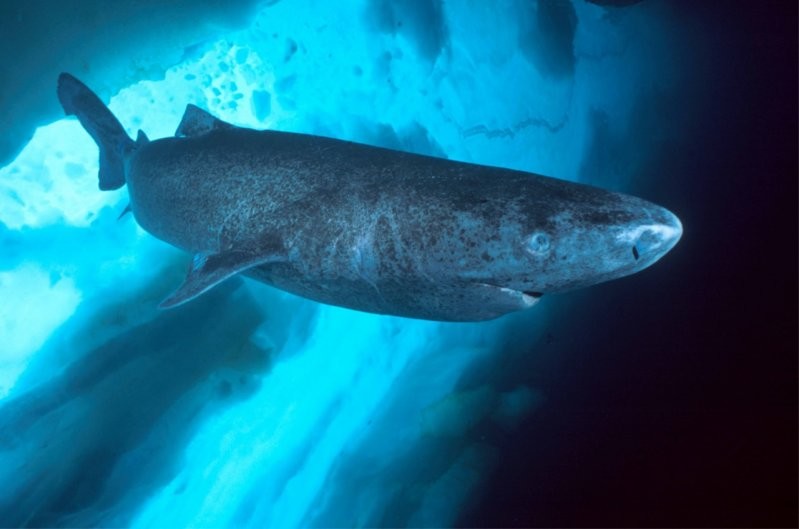 Гренландская акула - самое долгоживущее животное на планете