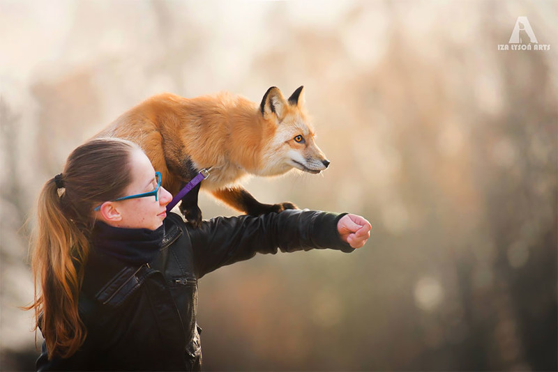Как лисица подружилась с фотографом
