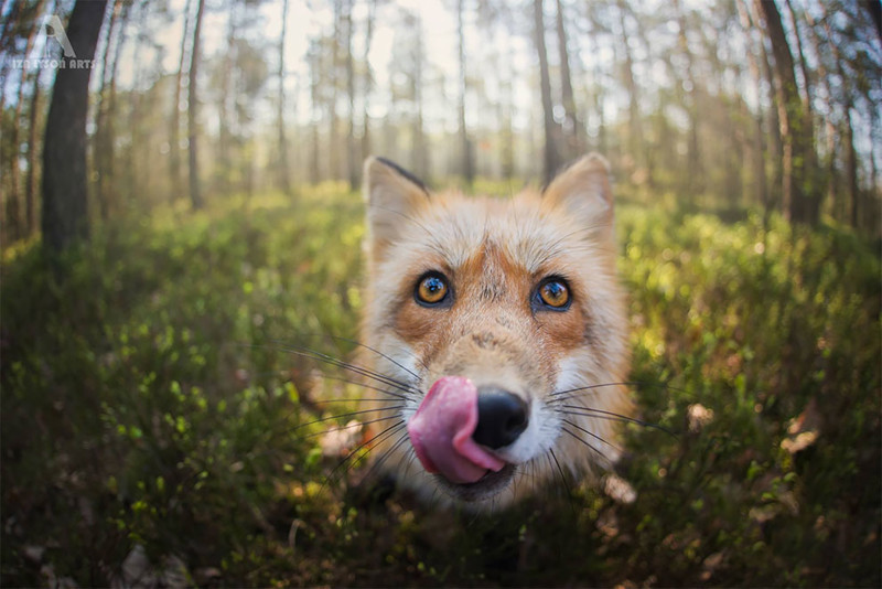 Как лисица подружилась с фотографом