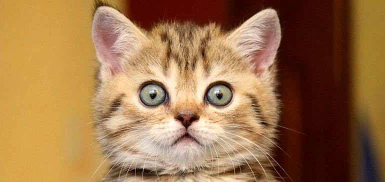 О чем могут говорить расширенные зрачки у кошки?
