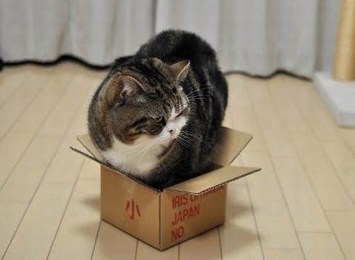 Все кошки своенравны, игривы и обожают коробки! размер тут не имеет значения!