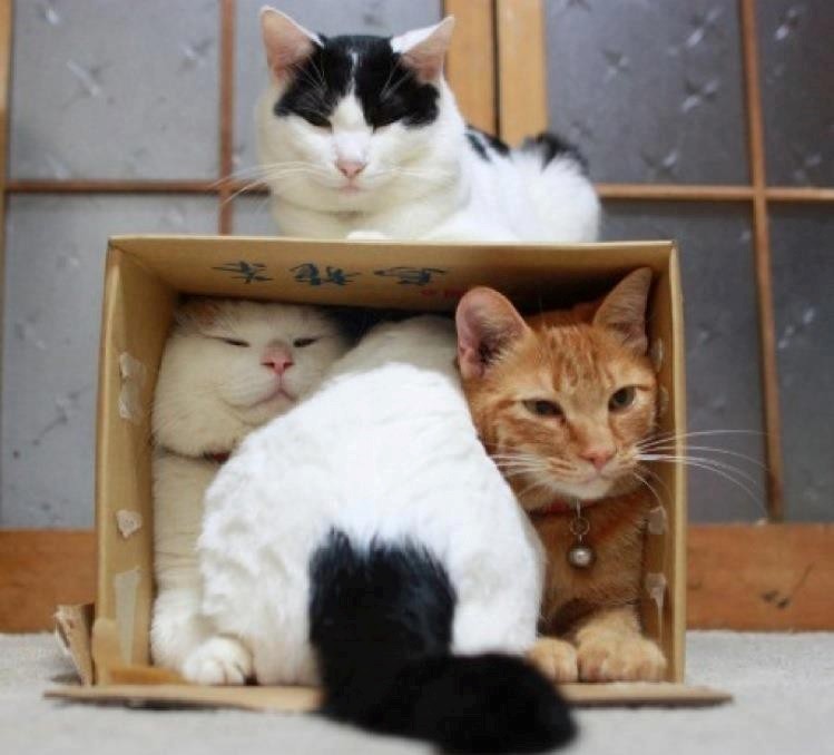 Все кошки любят коробки