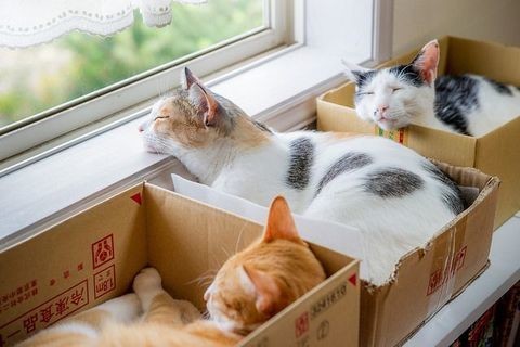 Все кошки своенравны, игривы и обожают коробки! размер тут не имеет значения!