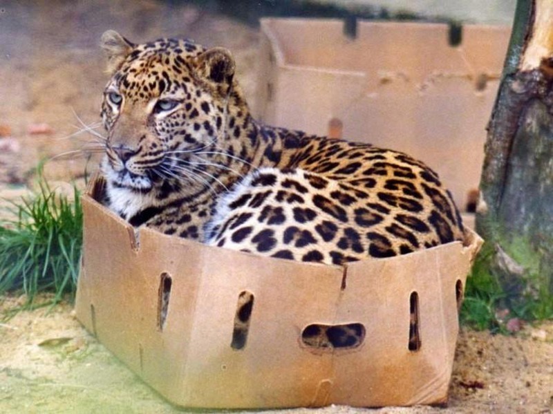 Как только кошка видит коробку, в нее обязательно надо залезть :)